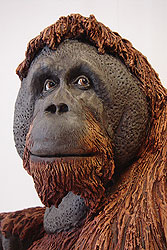Orangutan Julian Jardine Perth