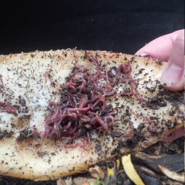 Harvest Magic worms produce the best compost around