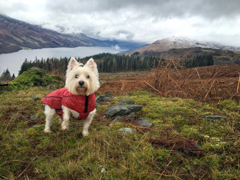 Casper in St. Fillans overlooking Loch Earn @Bean_Nighe