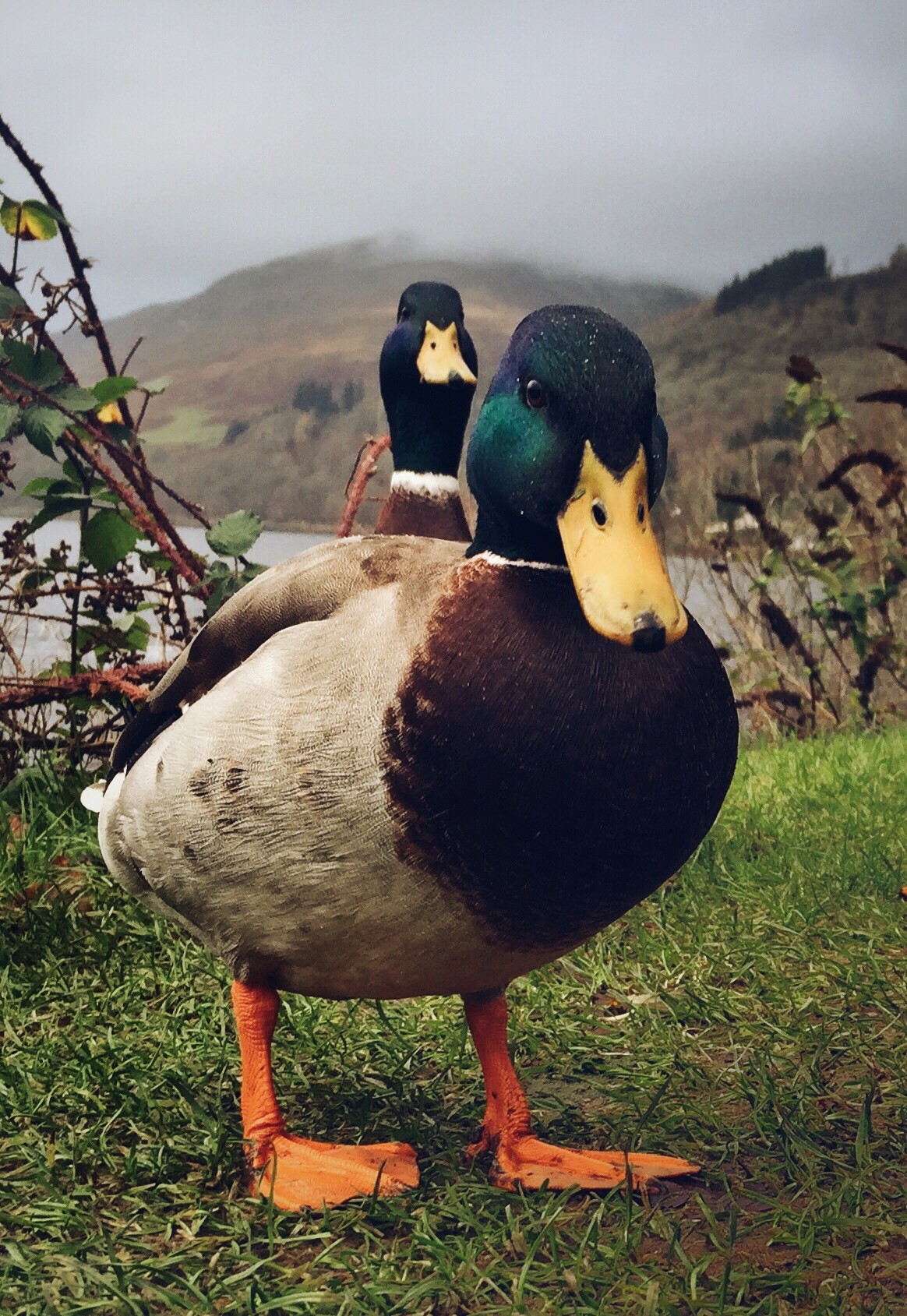 BEWARE of the Two Headed duck of St. Fillans.  He does not like selfies! @kristyashton
