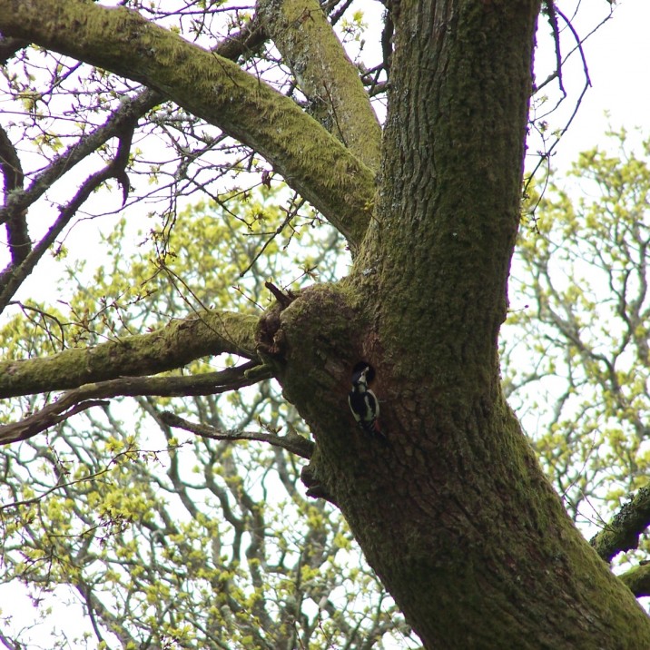 Can you spot it?! Woody in Perthshire