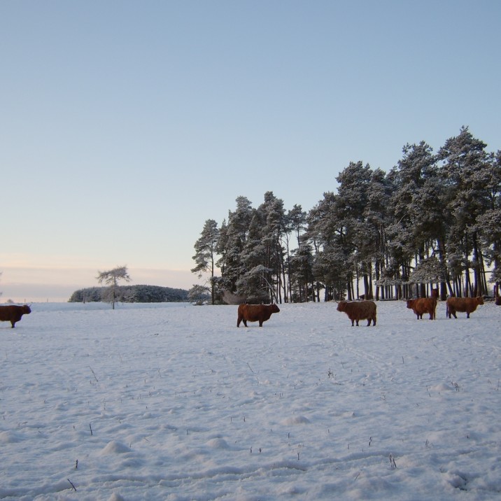 Highland Coos in the wintry Perthshire countryside.