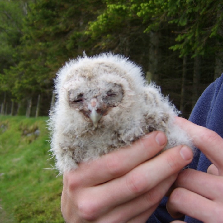 A little owlet happy for the warmth of contact.