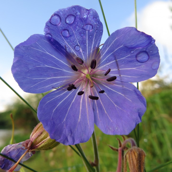 Meadow cranesbill can be found all over the countryside of Perthshire.