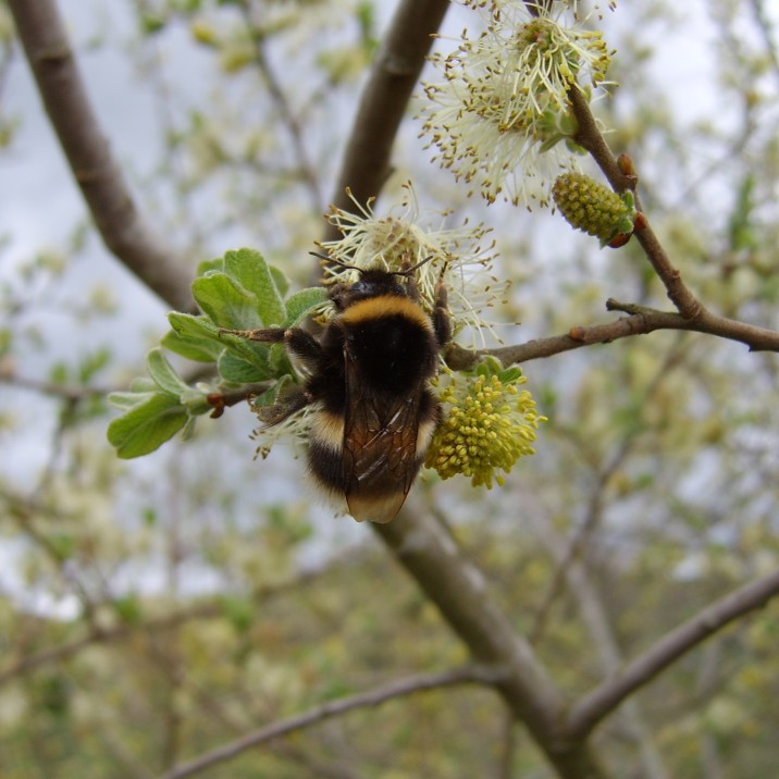 A bumble bee on catkin is a gorgeous site to see.
