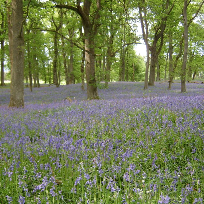 The stunning Bluebell Woodlands can be found across Perthshire.