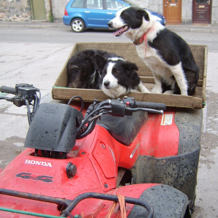 Dogs on a quad!