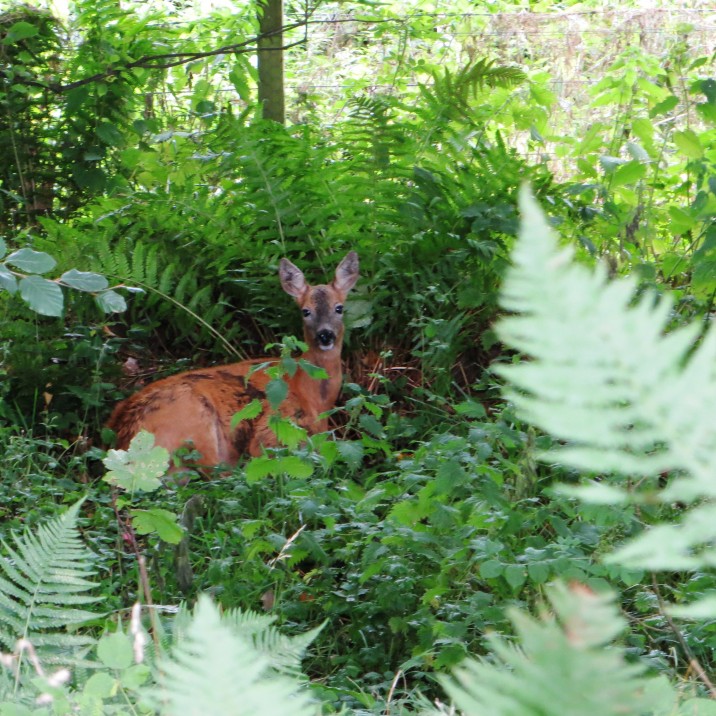 Roe Deer in the Perthshire undergrowth.