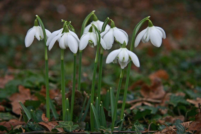 Scone Palace Snowdrops close up
