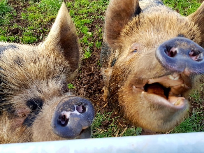 Southton Smallholding- Even the pigs have a smile on their face