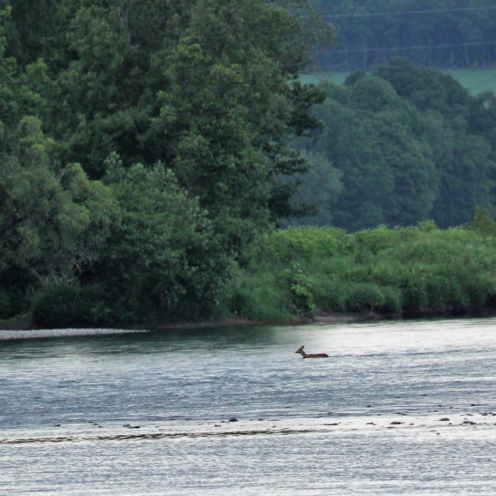Deer swimming across the Tay  behind fisherman who has no idea it’s even there!
