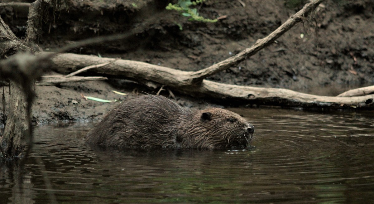 Adult River Tay Beaver in the back waters of Tay  just north of the city centre.
