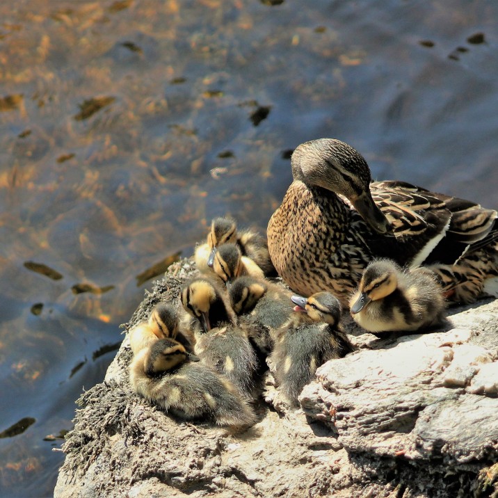 Mother Mallard and her “bairns  simply enjoying our wonderful summer weather on the Tay at Dunkeld.