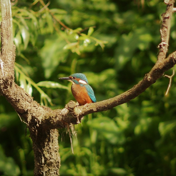 Young Kingfisher on the Tay in it’s full colourful beauty.