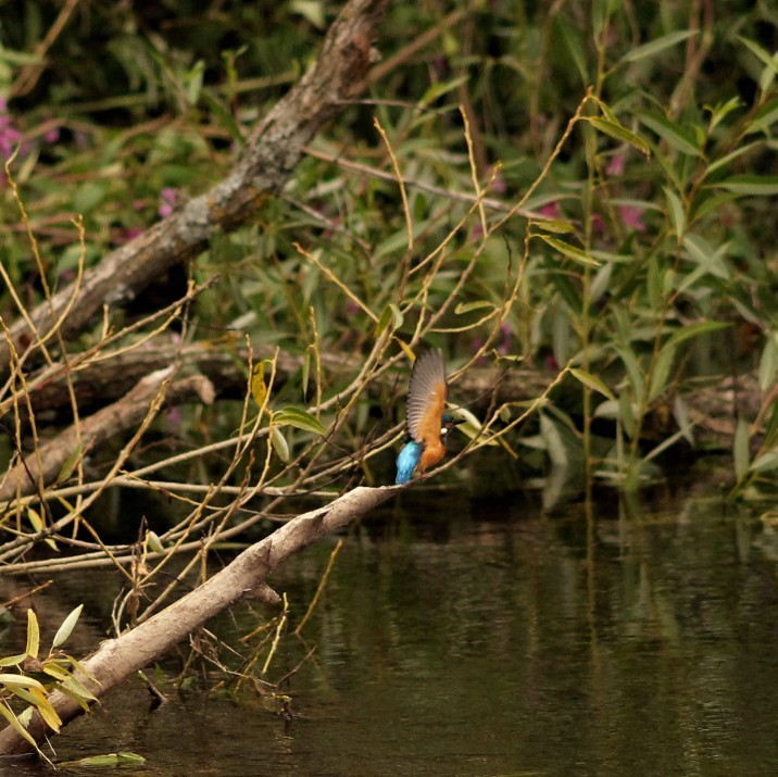 A beautiful Kingfisher by the banks of the River Tay.