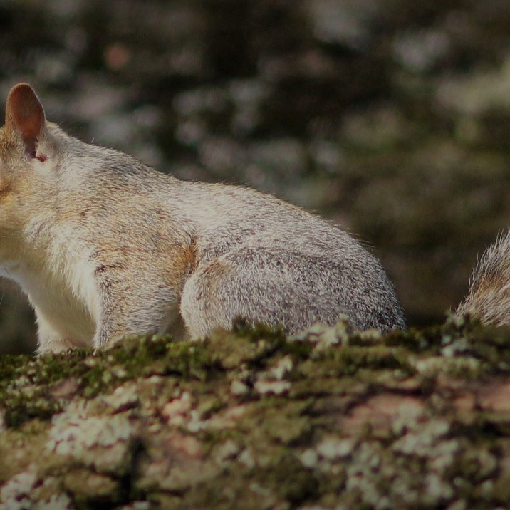 Getting close up with a grey squirrel.