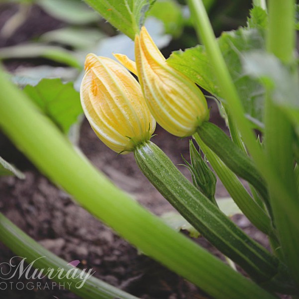 Courgette Flowers growing in garden in Perthshire