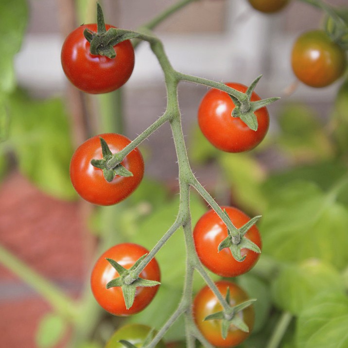 The smell of tomatoes in the greenhouse is one of the best ever!