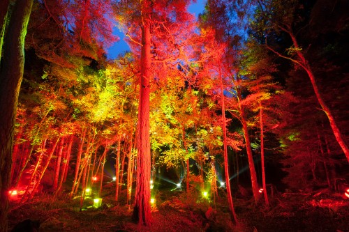 The Enchanted Forest is back for another amazing show at Perthshire's Faskally Woods.