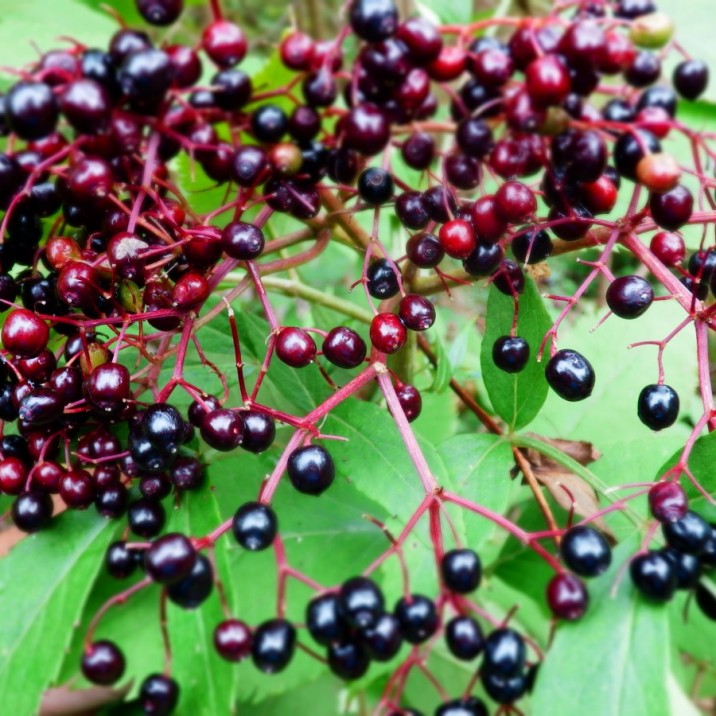 Elderberry and Apple Jelly Recipe