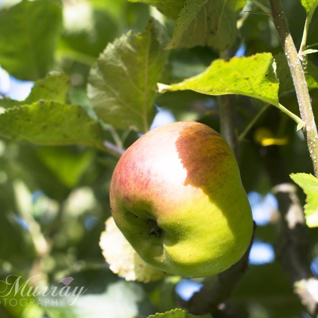 Ripe apples ready to become doughnuts