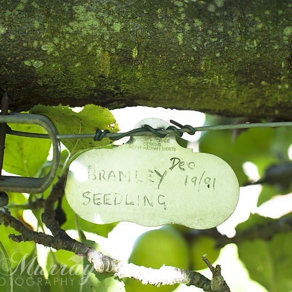 Checking the provenance of the apple tree
