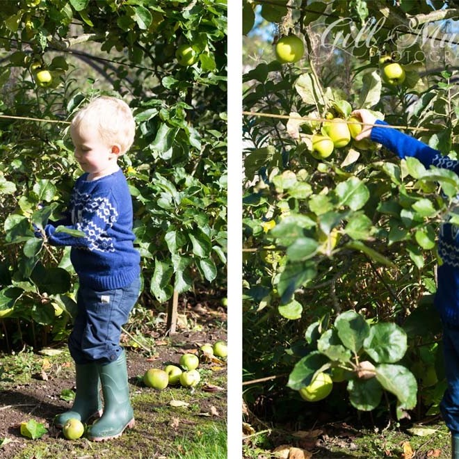 Learning about Autumn apple picking