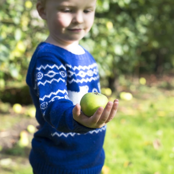 The first apple off the tree
