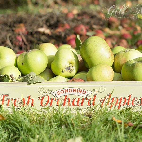 A box of our own apples ready for  doughnuts