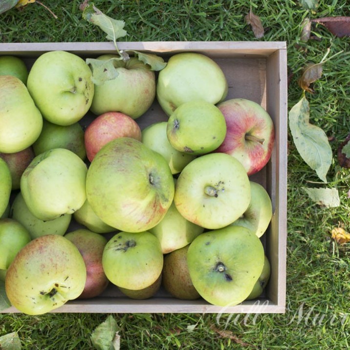 A box of our own just picked apples