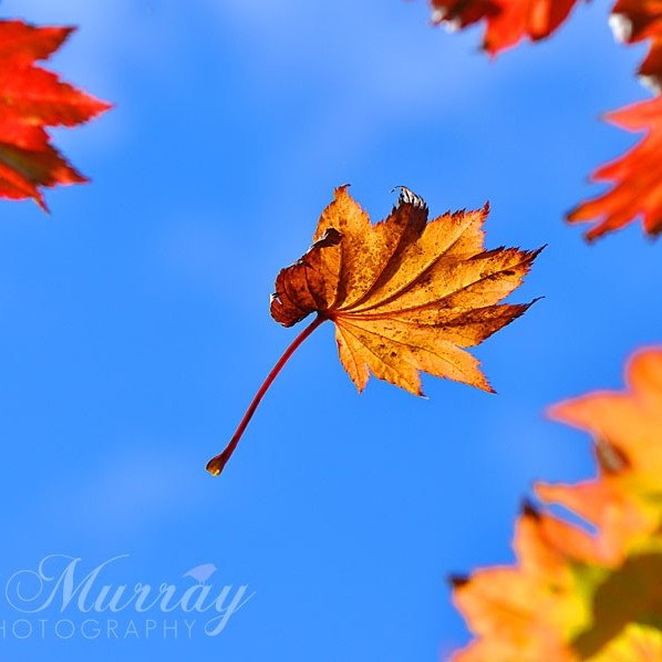 Golden and Red Autumn Leaves from Perthshire on a clear blue sky inspired the sweet chestnut recipe for this week's blog.