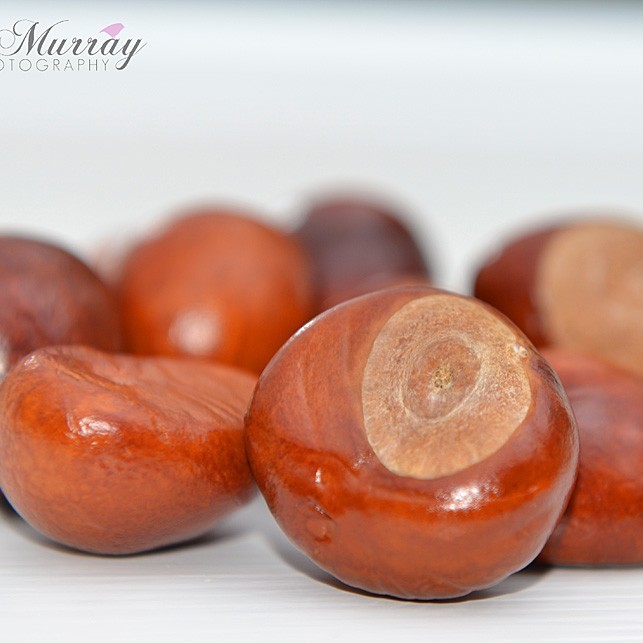 Scottish Chestnut season from October to December is the perfect time to go foraging for these delicious little nuts!