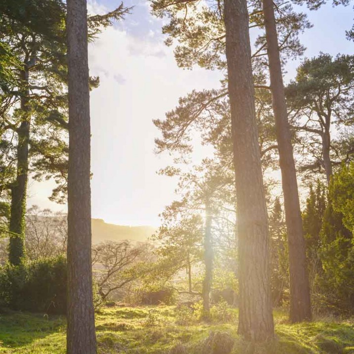 Winter Walks & Hearty Beef Stew