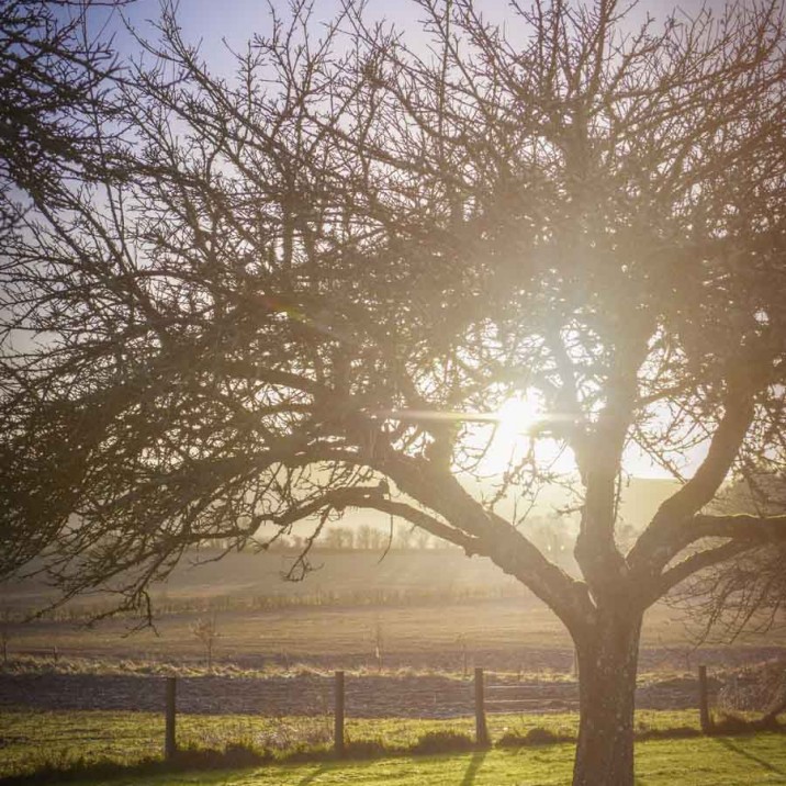 Winter Walks & Hearty Beef Stew