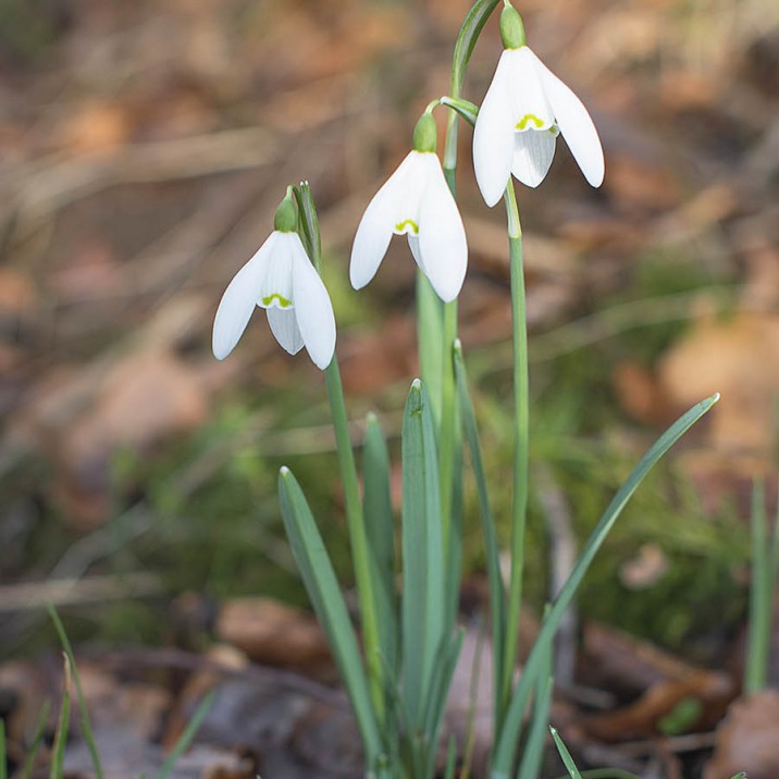 Snowdrops pushing up through the ground for the first walk of spring.