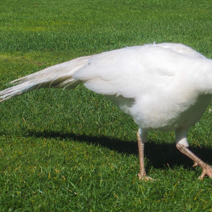 White Peacocks at Scone Palace
