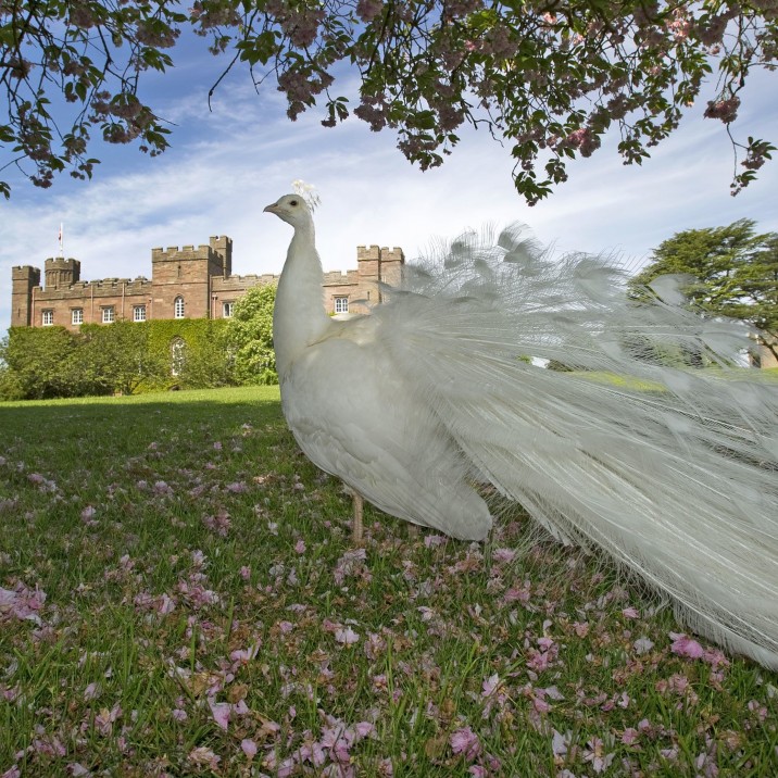 White Peacock at Scone Palace in Perthshire