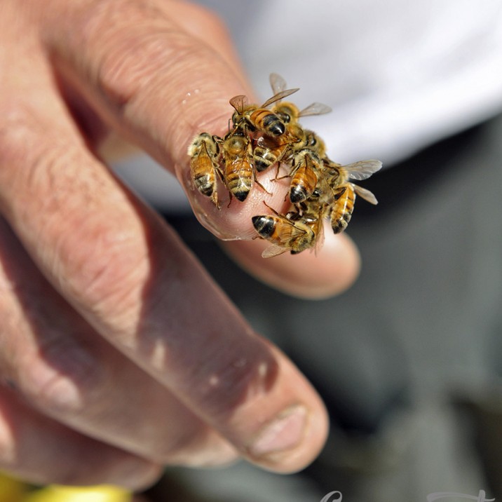Breakfast Rice with Honey & Cranberries