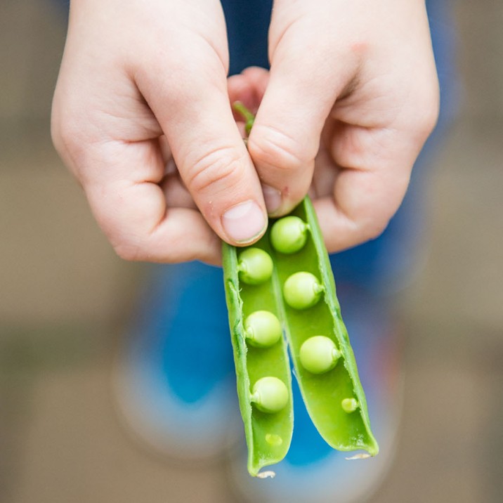 Pea and Ricotta Tartine