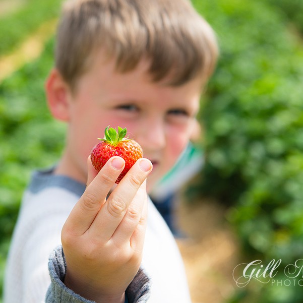 Strawberry Picking and & Summer Salad