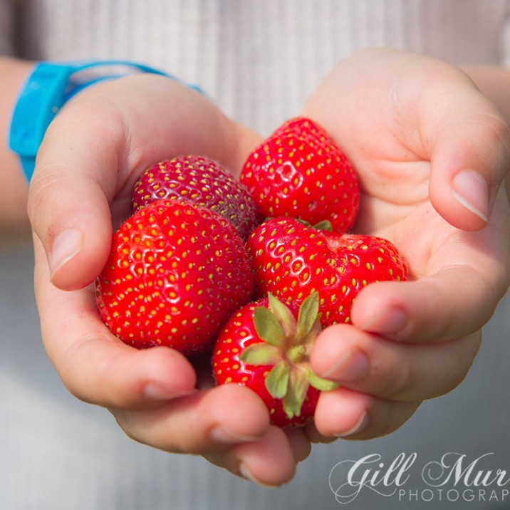 Strawberry Picking and & Summer Salad