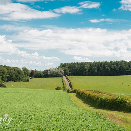 Strawberry Picking and & Summer Salad