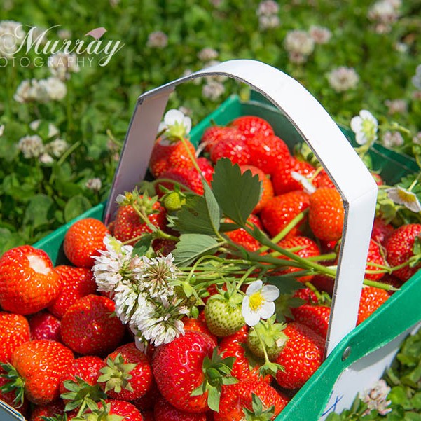 Strawberry Picking and & Summer Salad