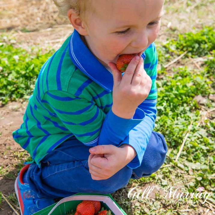Strawberry Picking and & Summer Salad