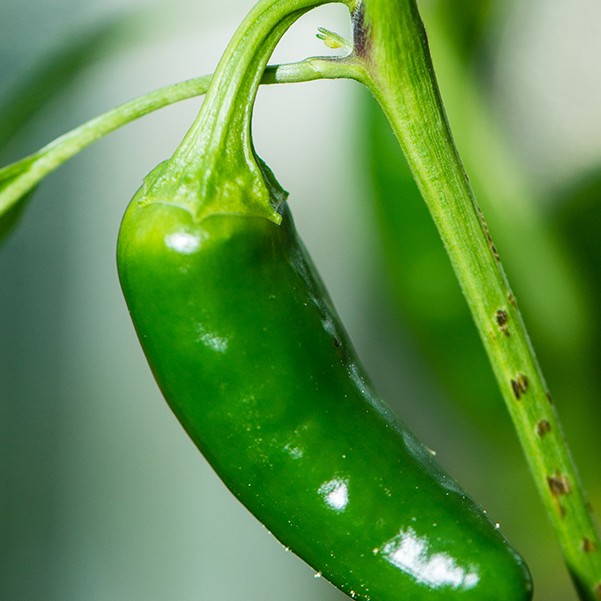 The Chilli is a vital ingredient of our winning soup!