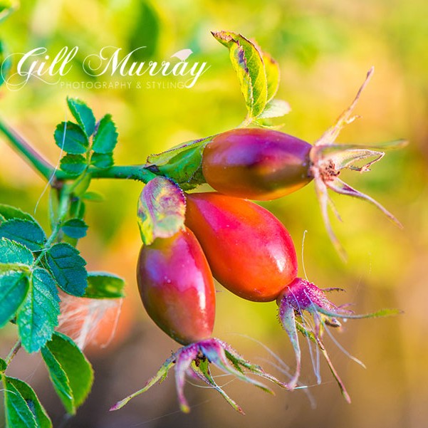 ROSEHIP a magic ingredient for a delicious cordial