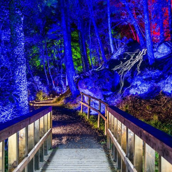 Enchanted Forest 2015