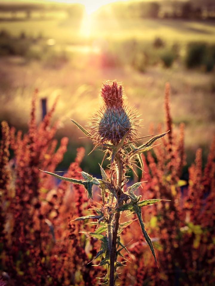 The most beautiful weed