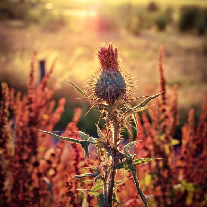 The most beautiful weed