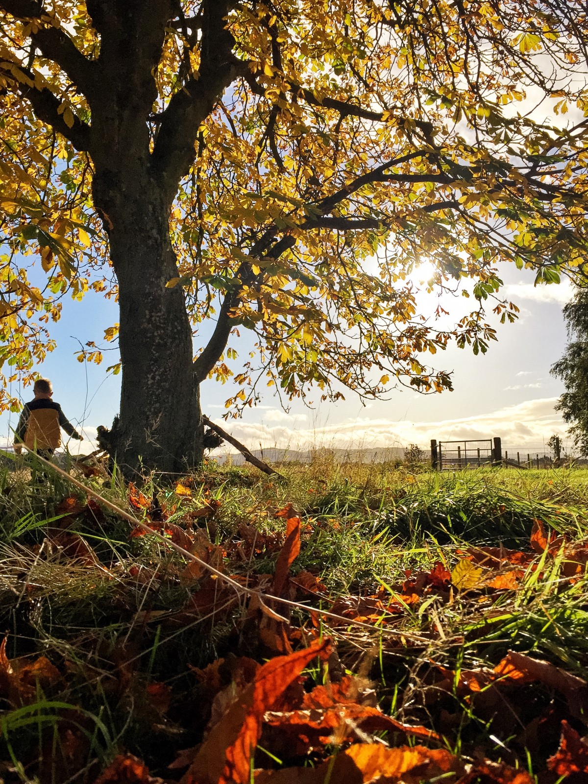 Fields are alive with colour